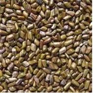 Hạt muồng muồng cho bé chơi xúc cát HMG